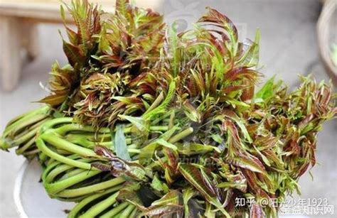 香椿功效|香椿的功效与作用、禁忌和食用方法